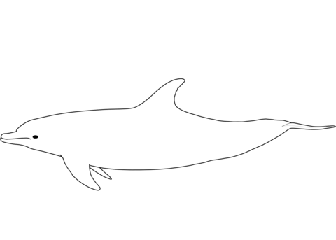 Bottlenose Dolphin Coloring Page